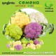 Гибриды радужной цветной капусты Syngenta