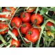 Томат БИГ ПАК F1 (Big Pack F1) - Rijder Seeds. Урожайный, надёжный биф томат с однородными, красивыми плодами!
