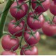 Томат ПИНК ХАНИ F1 (Pink Honey F1) - Rijder Seeds. Отличное сочетание превосходного вкуса, лёжкости и качества плодов!