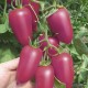 Томат ПИНК ХОРН F1 (Pink Horn F1) - Rijder Seeds. Перцевидные плоды превосходного вкуса и качества!