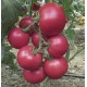 Томат РОЗИ ХИТ F1 (Rosy Hit F1) - Rijder Seeds. Универсальный профессиональный гибрид томата для тоннелей и открытого грунта.