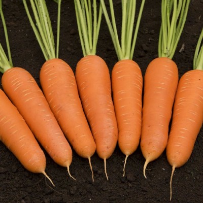 Морковь Кантон F1 (100 000шт) фр.1,8-2,0 ВЕ - купить оптом