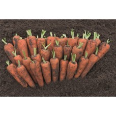 Морковь Кантон F1 (100 000шт) фр.1,8-2,0 ВЕ