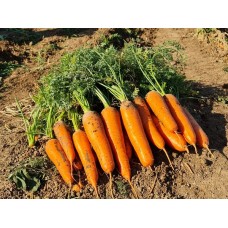 Морковь Проминанс F1 фр.1,6-1,8мм (100 000шт) EZ