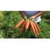 Морковь Проминанс F1 фр.1,6-1,8мм (100 000шт) EZ - купить оптом