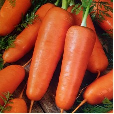 Морковь Каротель сахарная 5000шт (ОГОРОД ЧЕРНОЗЕМЬЯ) АБЦ