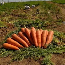 Морковь Проминанс F1 фр.1,6-1,8мм 5000шт з/п EZ