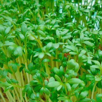 Кресс-салат Данский (микрозелень) в кг РС - купить оптом