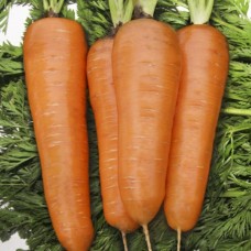 Морковь Шантанэ Курода  (500г) N.W.BIO