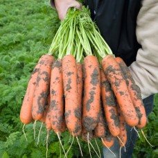 Морковь Балтимор F1 (100 000шт) фр 1,8-2,0мм сред. ВЕ