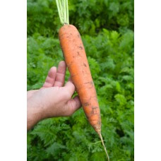 Морковь Балтимор F1 (100 000шт) фр 1,8-2,0мм сред. ВЕ