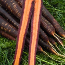Морковь Пёрпл Хейз F1 в кг фр 1,8-2,0мм сред. ВЕ