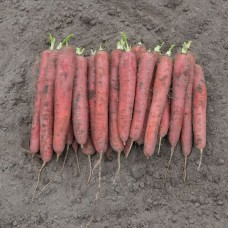 Морковь Редсан в кг красн.1,6-1,8 BE