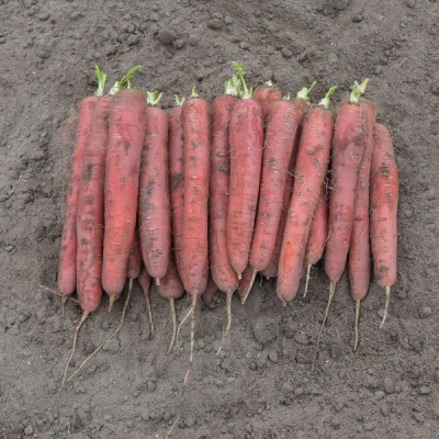 Морковь Редсан в кг красн.1,6-1,8 BE - купить оптом