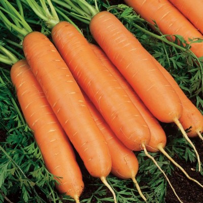 Морковь Юкон F1 10,3 г 500шт з/п ранн. S&G - купить оптом