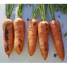 Морковь Ле Санте F1 0,5г Мировые Семена VITA GREEN