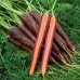 Морковь Пёрпл Хейз F1 0,5г ВитаГрин ЭКСТРА - купить оптом