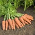 Морковь Купар F1 фр.1,4-1,6мм (100 000)ВЕ - купить оптом