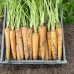 Морковь Еллоустоун (100 000шт) фр.1,8-2,0 ВЕ - купить оптом