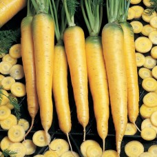 Морковь Еллоустоун (100 000шт) фр.1,8-2,0 ВЕ
