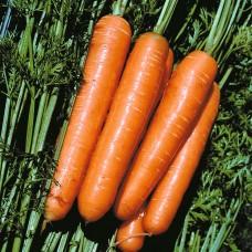 Морковь Рогнеда 4г Гавриш (серия 1+1)