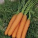 Морковь Нанте 2г ПП - купить оптом