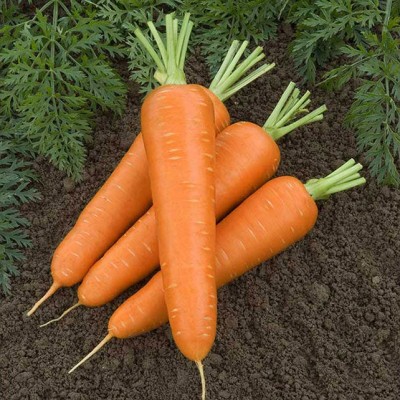 Морковь Олимпо F1 фр.1,6-1,8мм (500 000шт) VL - купить оптом