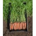 Морковь Нарбонне F1 0,5г Мировые Семена VITA GREEN - купить оптом