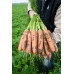 Морковь Нарбонне F1 0,5г Мировые Семена VITA GREEN - купить оптом