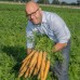 Морковь Мелло Йелло F1 0,5г ВитаГрин ЭКСТРА - купить оптом