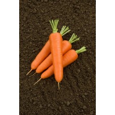 Морковь Олимпо F1  0,5г Мировые Семена VITA GREEN