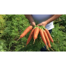 Морковь Проминанс F1 фр.1,6-1,8мм 500шт з/п EZ