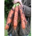 Морковь Самсон 500г ВЕ - купить оптом