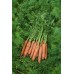 Морковь Самсон 500г ВЕ - купить оптом