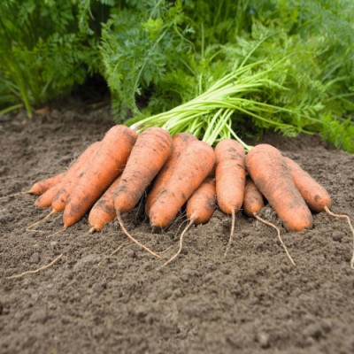 Морковь Карини 10г з/п ран. BE - купить оптом