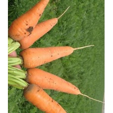 Морковь Шантенэ 2461 в кг сред. ранн. ПП