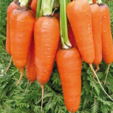 Морковь Абако F1 фр.1,6-1,8мм ран.  в кг S