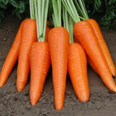 Морковь Абако F1 фр.1,6-1,8мм ран.  в кг S