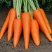 Морковь Абако F1 фр.1,6-1,8мм ран.  в кг S - купить оптом