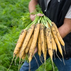 Морковь Мелло Йелло F1 (100 000шт) фр.2,0-2,2мм ВЕ