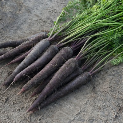 Морковь Перпл Сан (100 000шт) фиол.1,8-2,0 BE - купить оптом
