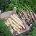 Морковь Вайт Сатин (100 000шт) фр.1,8-2,0 BE - купить оптом