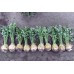Сельдерей корневой Диамант 0,05г Мировые Семена VITA GREEN - купить оптом