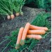 Морковь Дордонь F1 (Syngenta)  0,5г СемКом - купить оптом