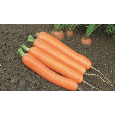 Морковь Дордонь F1 (Syngenta)  0,5г СемКом