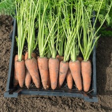 Морковь Карсон F1 2,0-2,2 (100 000шт) ВЕ