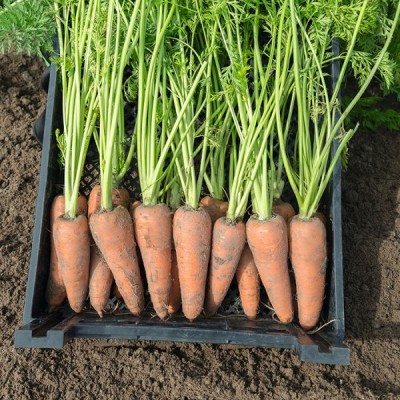 Морковь Карсон F1 2,0-2,2 (100 000шт) ВЕ - купить оптом