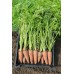 Морковь Карсон F1 2,0-2,2 (100 000шт) ВЕ - купить оптом