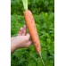 Морковь Балтимор F1 фр 1,8-2,00мм 2г з/п сред. ВЕ - купить оптом
