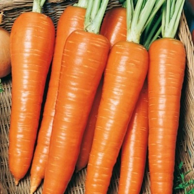 Морковь Роте Ризен 10г (ЭКО-СЕРИЯ) АБЦ - купить оптом
